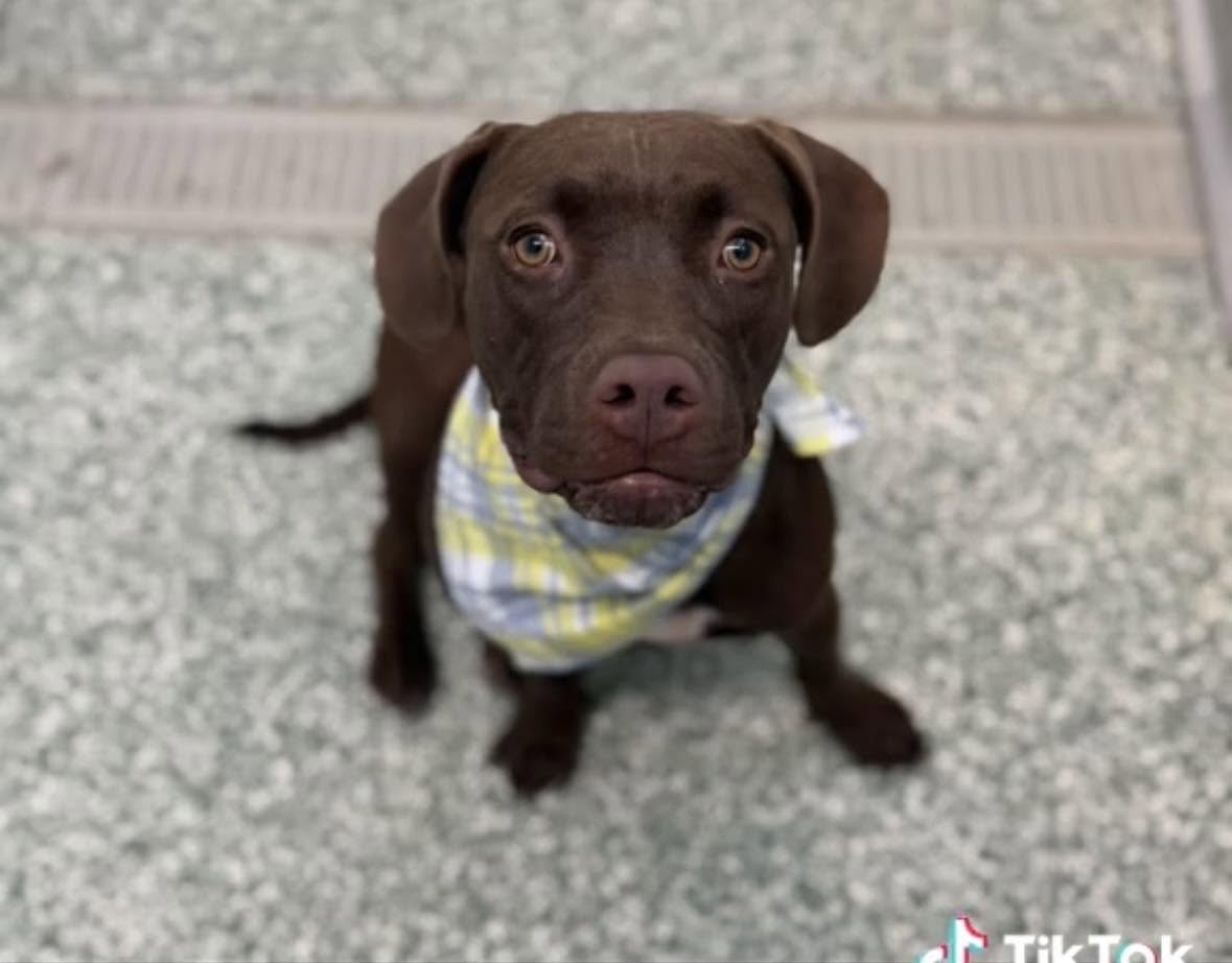 Chestnut, a Pit Bull Terrier, available for adoption