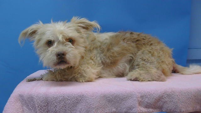 A5798715, a Terrier, available for adoption