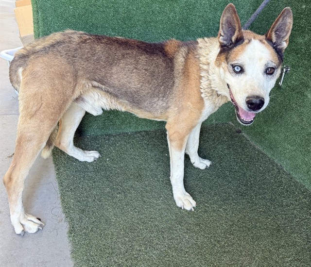 Freddie, a German Shepherd, available for adoption