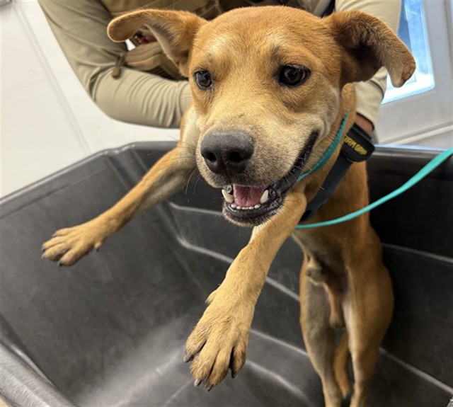 Cruz, a Labrador Retriever (mix breed), available for adoption