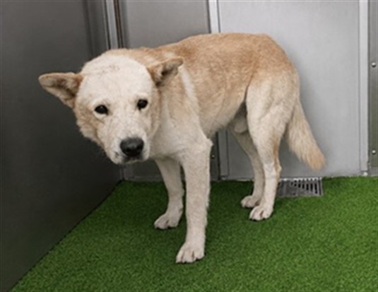 Gillie, a German Shepherd, available for adoption