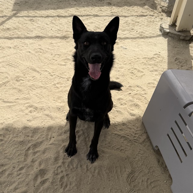 Nike, a Shepherd, available for adoption
