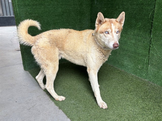 Patrick, a Siberian Husky, available for adoption