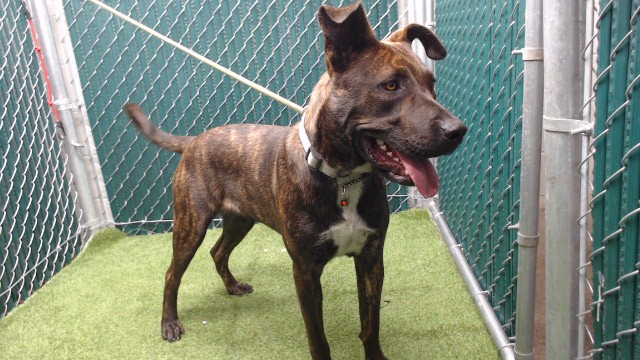 Snickers, a Bullmastiff, available for adoption