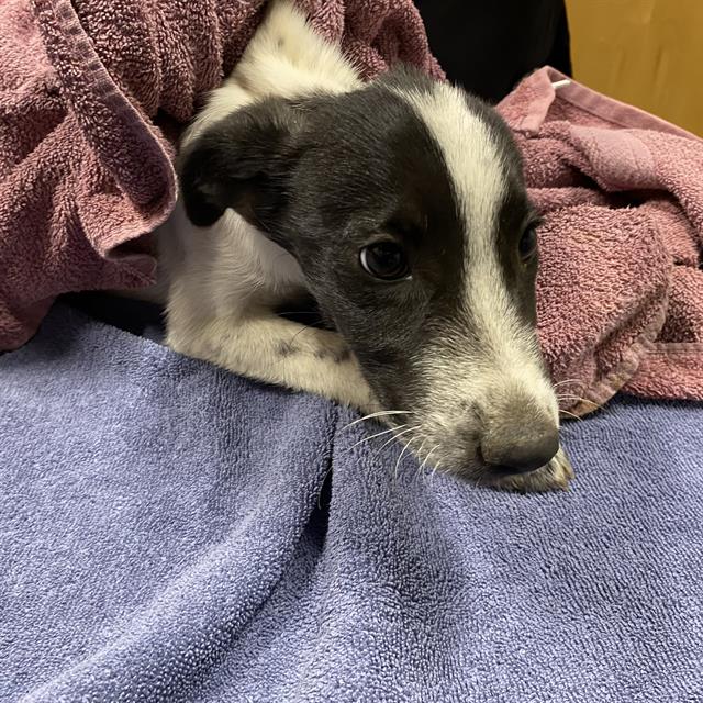 Froggy, a Border Collie, available for adoption