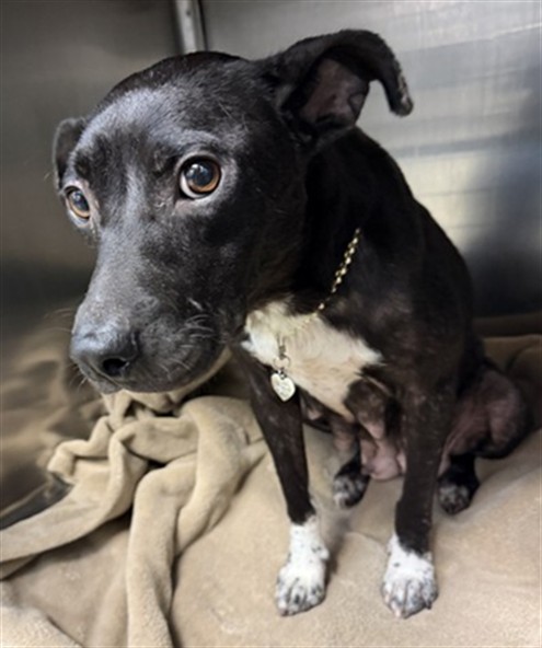 A480435, a Terrier (mix breed), available for adoption