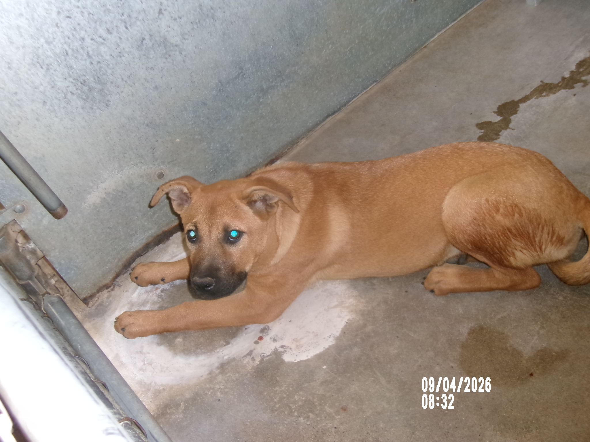 Falin, a Black Mouth Cur (mix breed), available for adoption