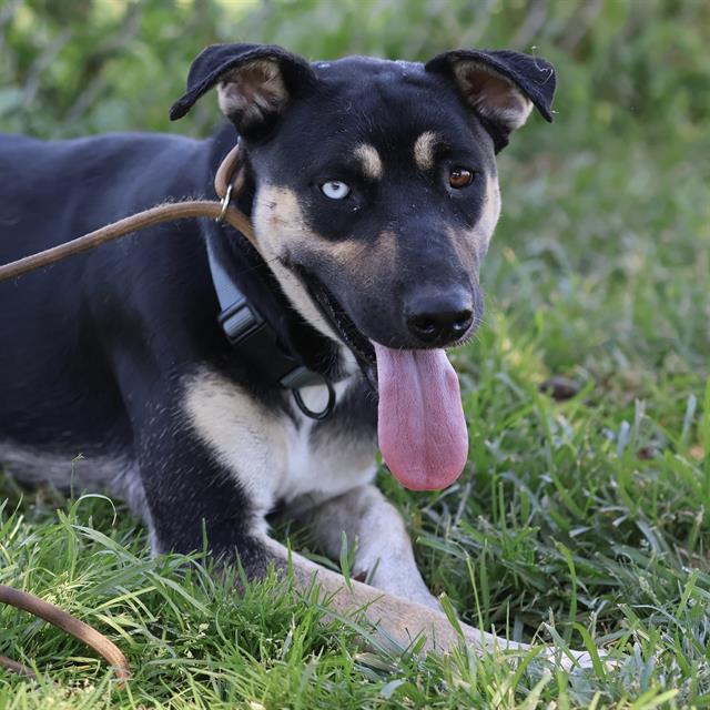 Laci, a German Shepherd, available for adoption