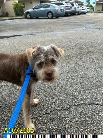 Canelo, a Terrier (mix breed), available for adoption