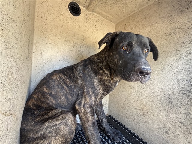 A480561, a Hound (mix breed), available for adoption