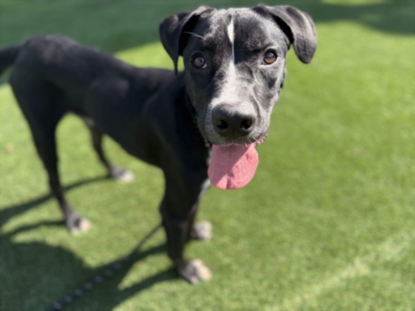 Achilles, a Pit Bull Terrier, available for adoption