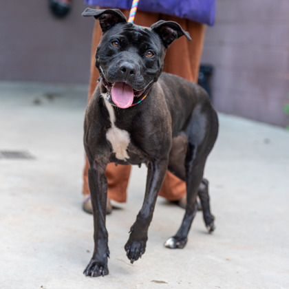 Sorenna, a Pit Bull Terrier (mix breed), available for adoption