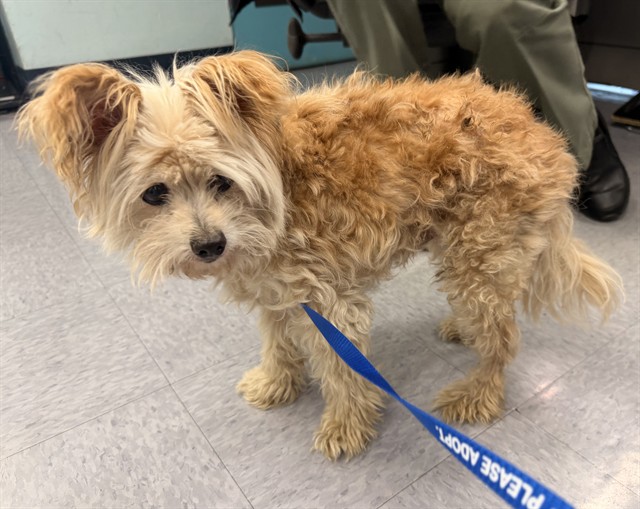 A5802092, a Terrier, available for adoption