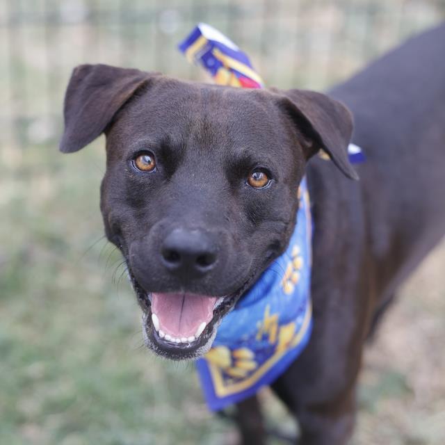 Duke, a American Staffordshire Terrier (mix breed), available for adoption