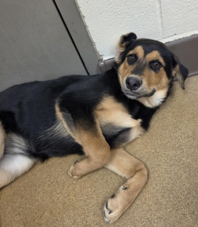 Isabella, a German Shepherd (mix breed), available for adoption