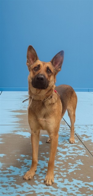 Chip, a German Shepherd, available for adoption