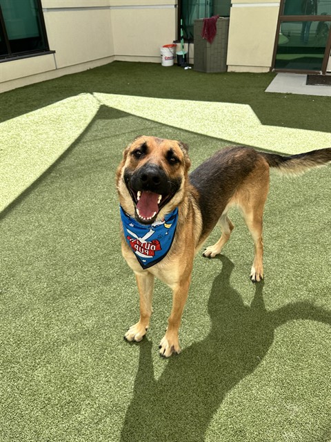 Chip, a German Shepherd, available for adoption