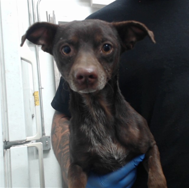 Captain, a Chihuahua, available for adoption