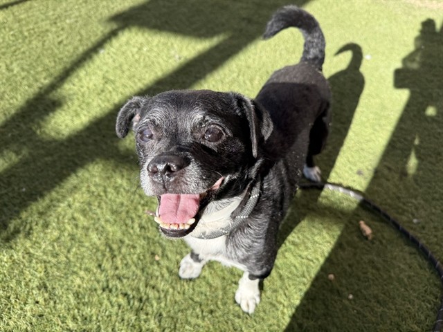 Winston, a Chihuahua (mix breed), available for adoption