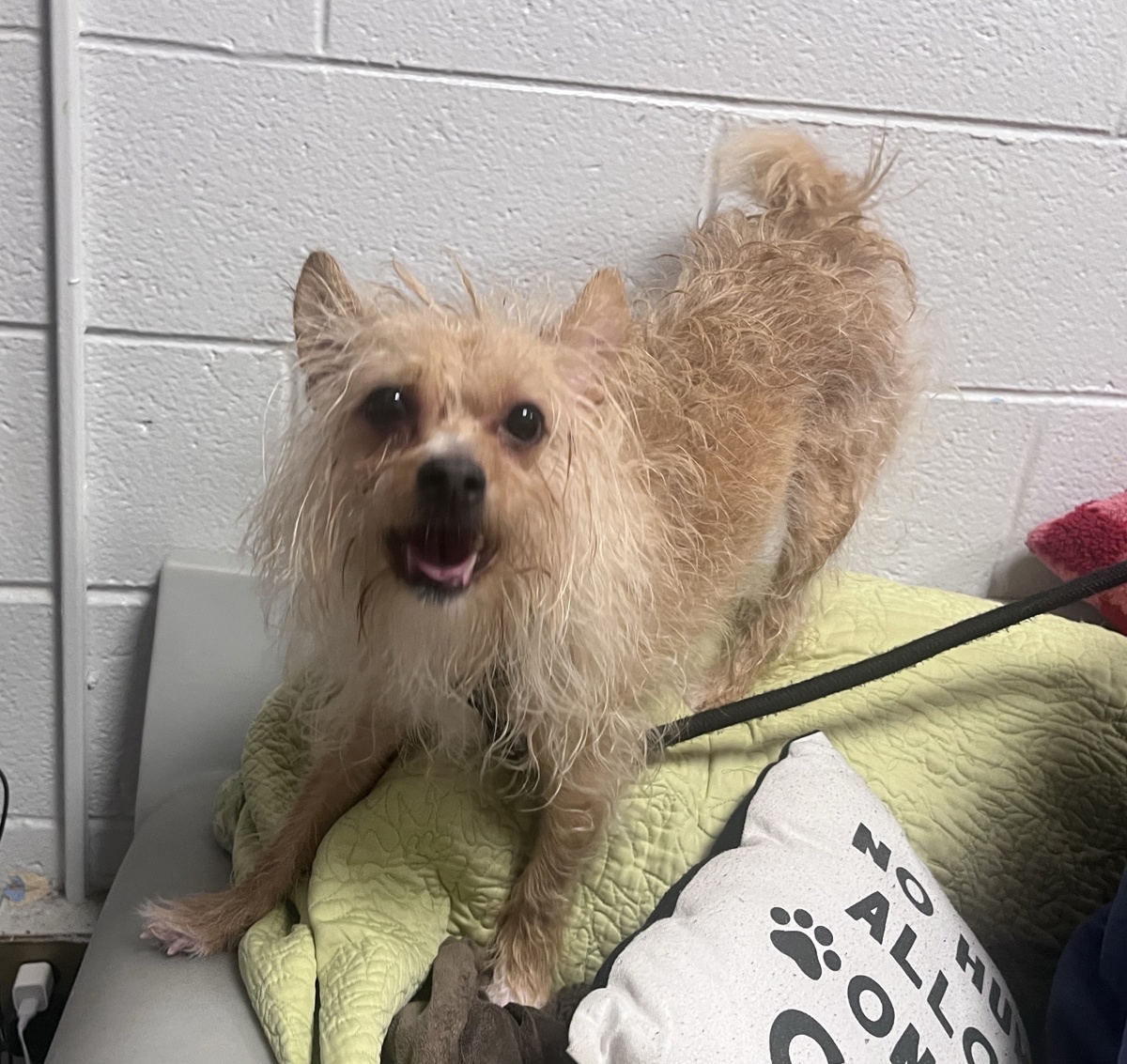 Peanut Butter, a Norwich Terrier, available for adoption