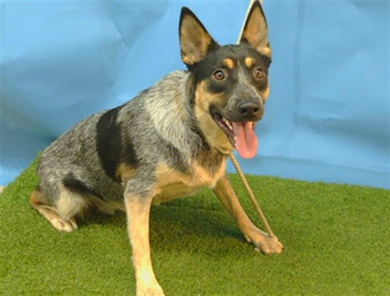 A5803144, a Cattle Dog, available for adoption