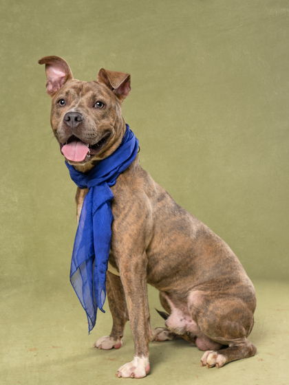 Brink, a Terrier (mix breed), available for adoption