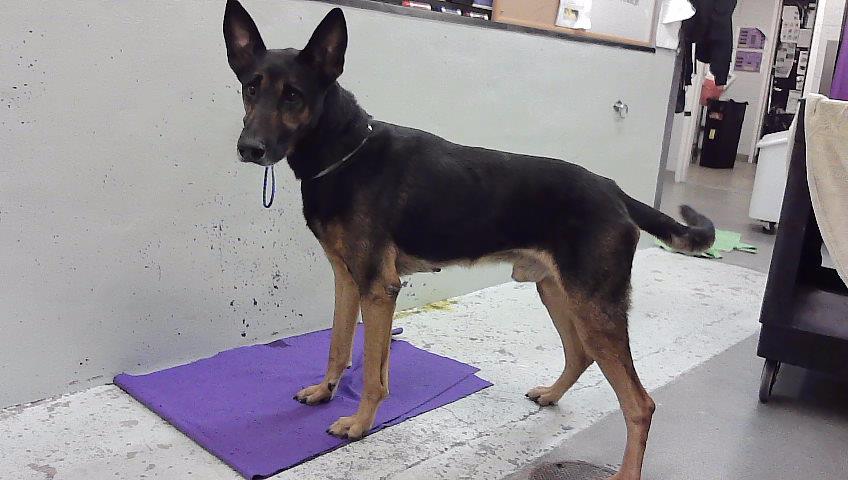 Max, a German Shepherd (mix breed), available for adoption