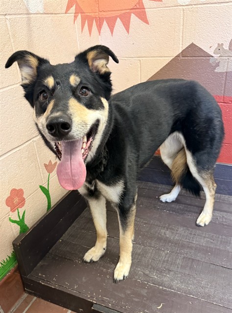 Harley, a German Shepherd, available for adoption