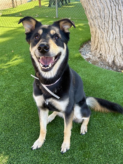 Harley, a German Shepherd, available for adoption