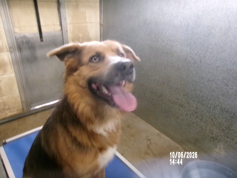 Patch, a Shepherd (mix breed), available for adoption