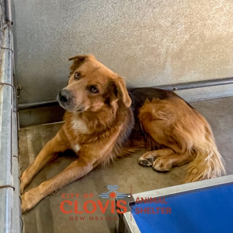 Patch, a Shepherd (mix breed), available for adoption