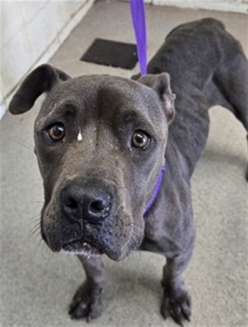 Yesenia, a Pit Bull Terrier (mix breed), available for adoption