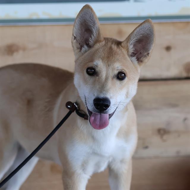 Curtis, a Shiba Inu, available for adoption