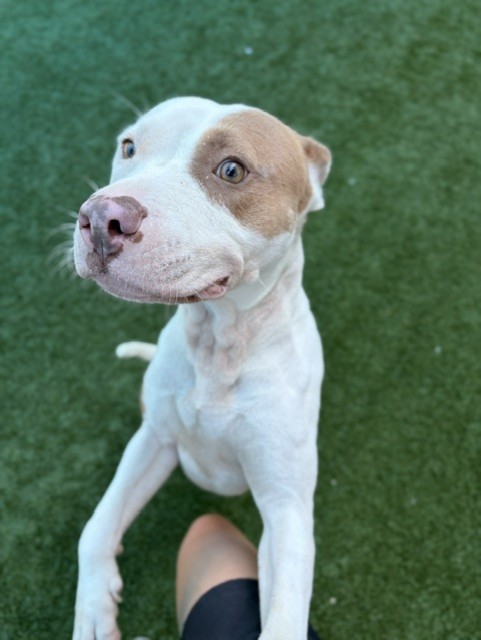 Mega, a American Staffordshire Terrier (mix breed), available for adoption