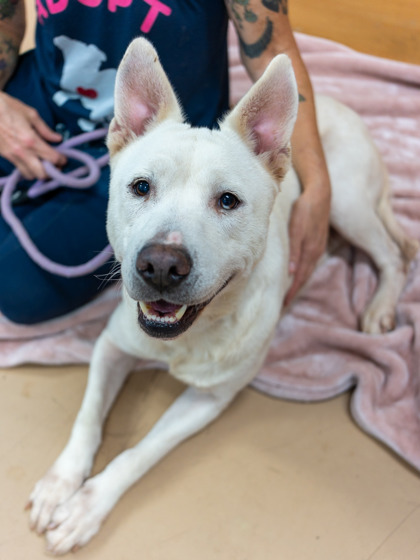 Equate, a American Staffordshire Terrier (mix breed), available for adoption