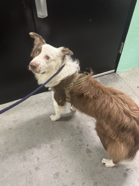 A5805359, a Australian Shepherd, available for adoption