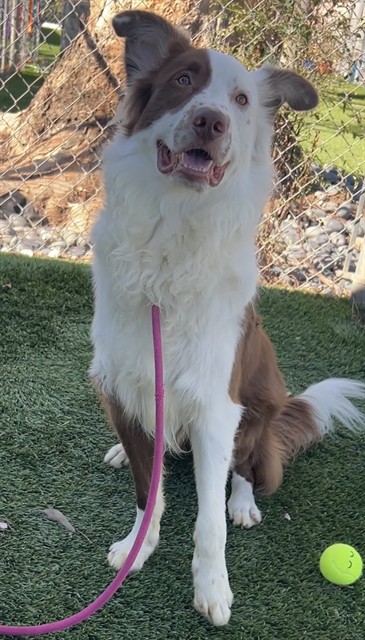 Hogan, a Australian Shepherd, available for adoption