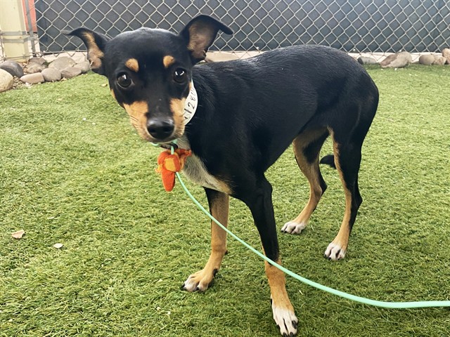 Juliet, a Doberman Pinscher (mix breed), available for adoption