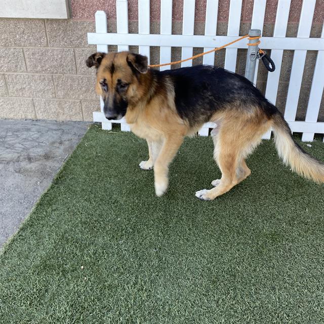 A615065, a German Shepherd, available for adoption