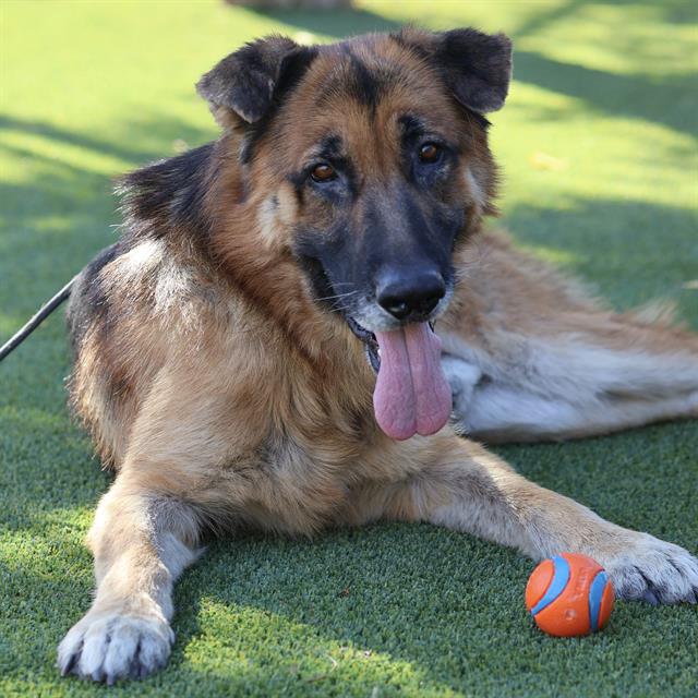 Tex, a German Shepherd, available for adoption