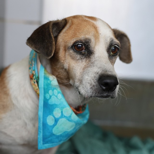 Sidney, a Basset Hound (mix breed), available for adoption