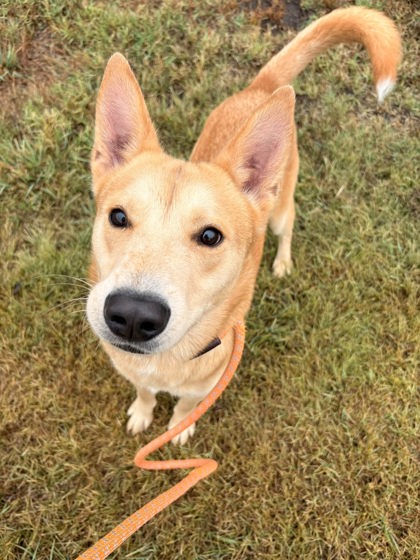 Fitz, a Shepherd, available for adoption