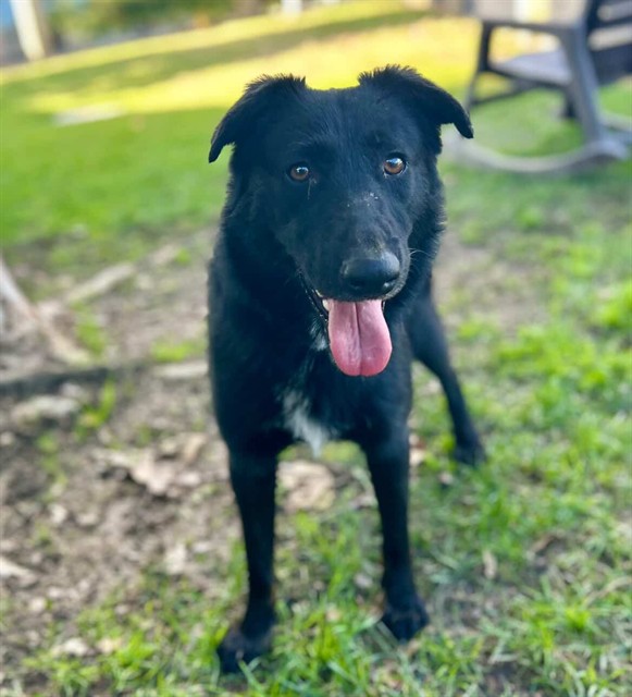 Snickers, a Shepherd (mix breed), available for adoption