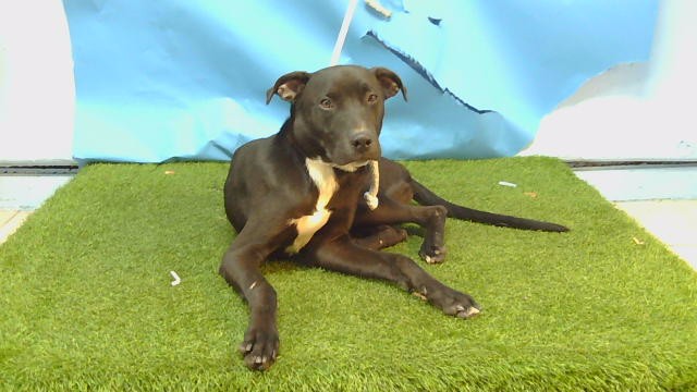 A5806805, a Labrador Retriever, available for adoption