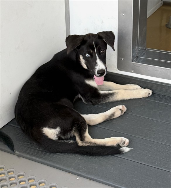 Nova, a German Shepherd (mix breed), available for adoption