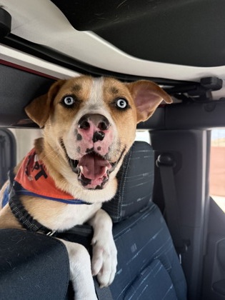 Bailey, a Pit Bull Terrier (mix breed), available for adoption