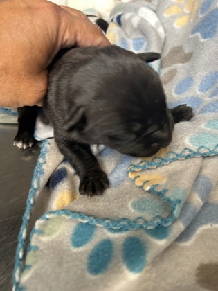 Meeka, a Labrador Retriever, available for adoption