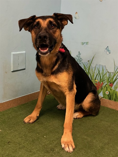 Loopy De Loop, a German Shepherd, available for adoption