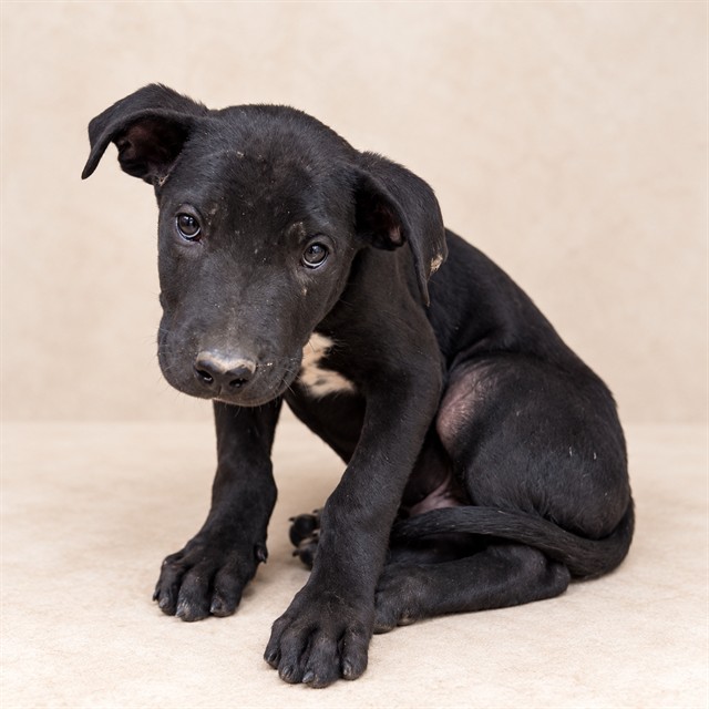 Rex, a Belgian Shepherd Malinois, available for adoption