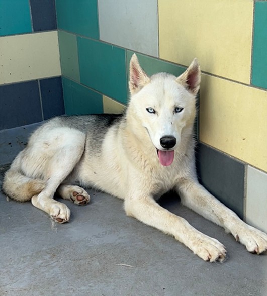 Goose, a Siberian Husky (mix breed), available for adoption